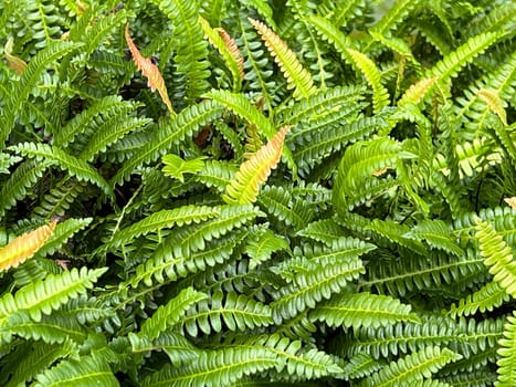 Ribbed fern,Blechnum capense is an attractive fern species for any shade garden. Rib fern,Blechnum capense,is an attractive fern species for any shade garden. Ribbed fern,Blechnum capense is an attractive fern species for any shade garden. Rib fern,Blechnum capense,is an attractive fern species for any shade garden.