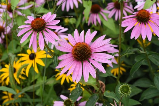 Echinacea purpurea is an important medicinal plant and a fragrant plant with red flowers. It is a beautiful perennial plant and is often planted in the garden. Red coneflower,Echinacea purpurea,is an important medicinal herb and an aromatic plant with red flowers. It is a beautiful perennial plant and is often planted in the garden.