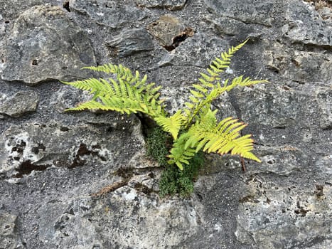 Worm fern,Dryopteris filix-mas,is a poisonous forest plant that is also used as a medicinal plant. Worm fern,Dryopteris filix-mas,is a poisonous forest plant that is also used as a medicinal plant