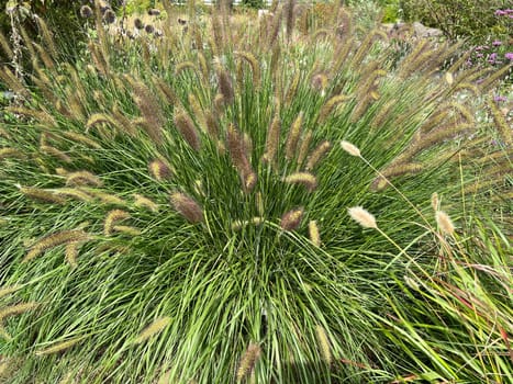 Lampshade grass,feather bristle grass Pennisetum,is a beautiful grass perennial,with feather-like bristles in autumn. Lamp cleaner grass,feather bristle grass pennisetum,is a beautiful grass perennial with feather-like bristles in autumn.