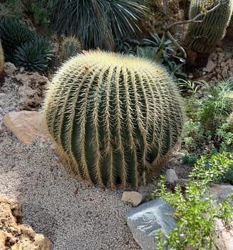 Mother-in-law cactus,Echinocactus grusonii,is one of the particularly easy-care cacti,which also has an interesting appearance. Mother-in-law's chair cactus,Echinocactus grusonii,is one of the particularly easy-care cacti that also has an interesting look