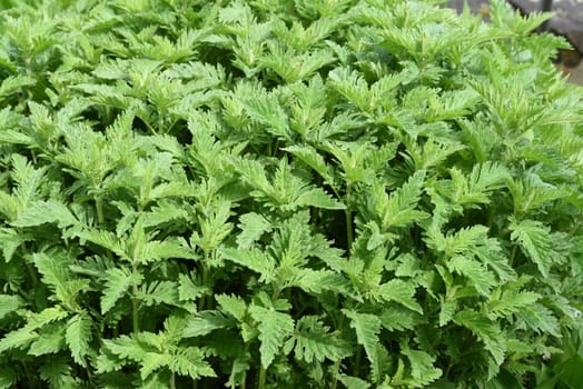 Wolfstrapp,Lycopus europaeus,is an important medicinal plant that is also used in medicine. Wolfstrapp,Lycopus europaeus,is an important medicinal plant that is also used in medicine.