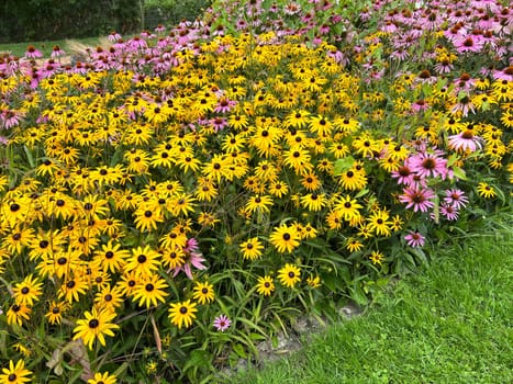 Coneflower,Rudbeckia hirta,is an important medicinal plant and a flower with yellow flowers. It is a beautiful perennial plant and is also used in medicine. Coneflower,Rudbeckia hirta,is an important medicinal plant and a flower with yellow flowers. It is a beautiful perennial plant and is also used in medicine.