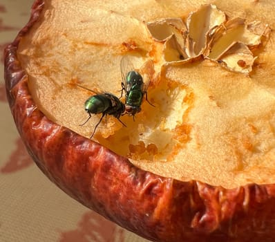 Blowflies,Calliphora,vicina,which crawl over the skin,are not only annoying,but also unhygienic. Blowflies,Calliphora,vicina,crawling over the skin are not only annoying but also unhygienic