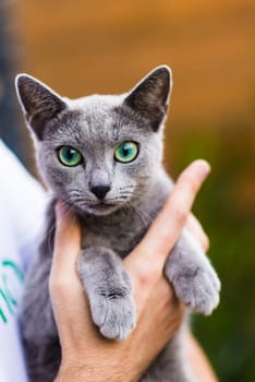 Blue cat sitting on wooden table with green background, sitting in a garden.