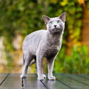 British playful cat on a table outdoors. Gaze, home pet, healthy lifestyle concept.