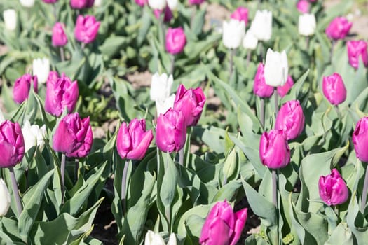 Blooming tulips field in Holland, springtime - beautiful multicolored background, sunlight