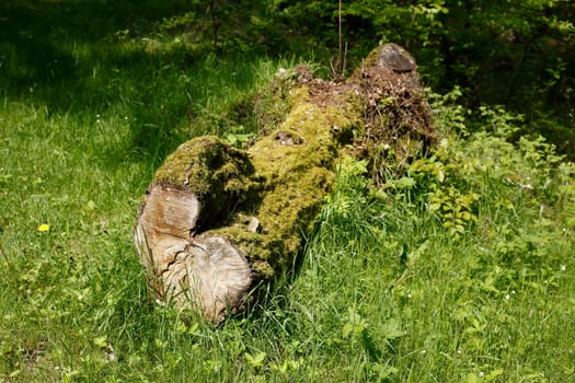 Sawed-off tree trunk lying on a meadow in the forest, Germany