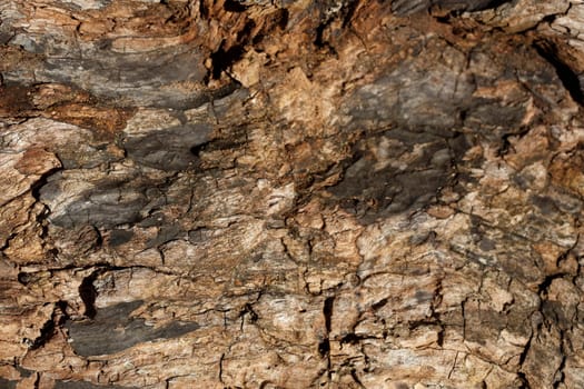 Old cracked brown weathered tree bark, wallpaper, Germany