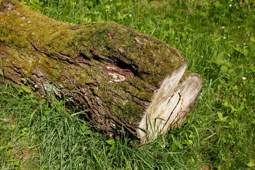 Sawed-off tree trunk lying on a meadow in the forest, Germany