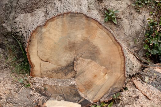 Sawed-off tree trunk lying in the forest, Germany