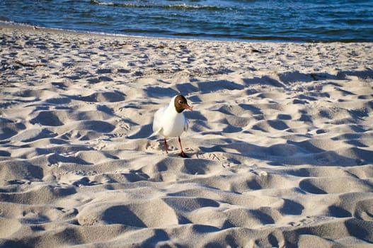 Seagull on the beach of Zingst. The bird walks across the beach in front of the Baltic Sea. Landscape shot from the coast