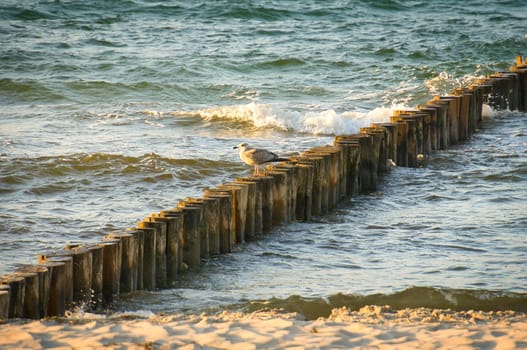 Seagulls on a groyne in the Baltic Sea. Waves and blue sky. Coast by the sea. Animal photo