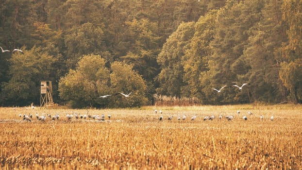 Cranes at a resting place on a harvested corn field in front of a forest. Migratory birds feeding. Wild animals on the Darss in nature. Animal photograph