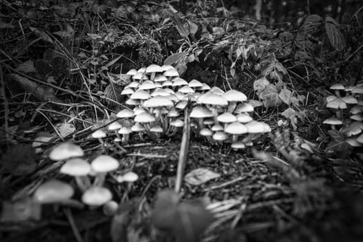 A group of mushrooms in the forest on the forest floor. Moss, pine needles on the ground. Autumn day looking for mushrooms. Macro shot from nature