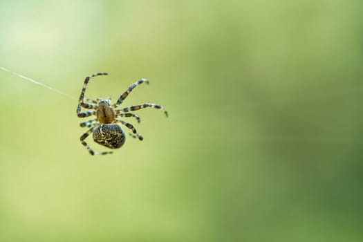Cross spider crawling on a spider thread. Blurred background. A useful hunter among insects. Arachnid. Animal photo from the wild.