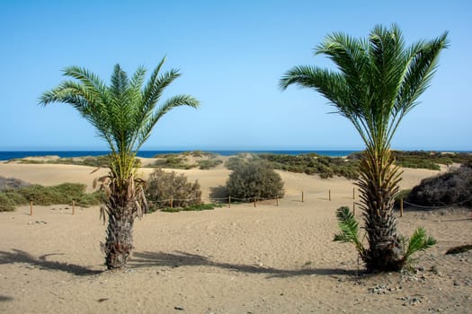 In the dunes of Maspalomas on Gran Canaria in Spain. View of the sea, palm trees and blue sky. The huge sand dunes resemble a small desert and are a nature reserve.