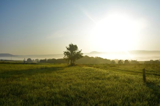 Green landscape on an early morning with fog, tree and the sun