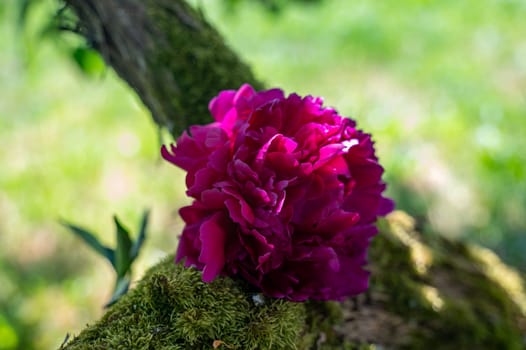 Pink blossom on a branch of a tree in green nature