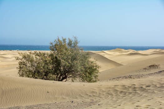 Sandy beach, dunes and a tree in Maspalomas on Gran Canaria in Spain. View of the sea, with blue sky. The huge sand dunes resemble a small desert and are a nature reserve.