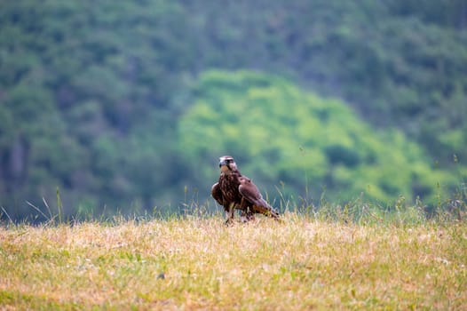 A bird of prey stands in a meadow in nature