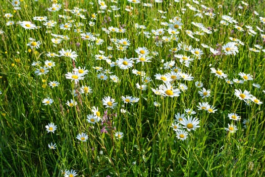 Many Marguerite on a meadow in green nature