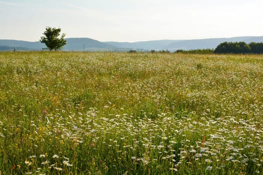 Many Marguerite on a meadow in green nature