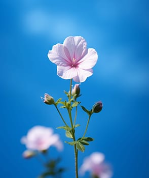 Pink hibiscus in bloom against clear blue sky