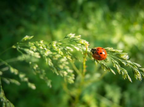 Close-up view of a single seven-spot ladybird (Latin: Coccinella septempunctata) on a grass panicle against a blurred natural green background.