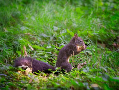 Closeup of a squirrel eating a hazelnut