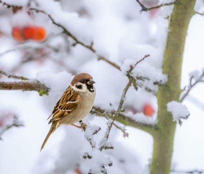 Closeup of a sparrow sitting on a snow covered apple tree