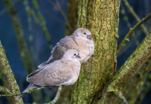 Closeup of a dove couple sitting on a tree