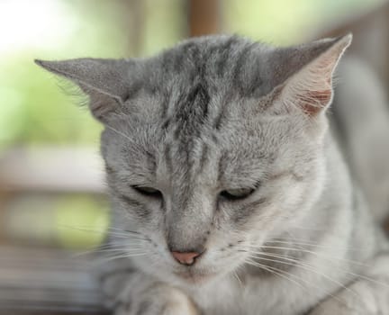 Stray cats live in parks to provide shelter from attacks by people and other animals, According to the concept of National Wild Cat Day