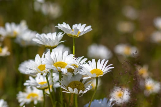 Ox-eye Daisy (Leucanthemum vulgare) in garden - close up