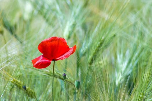 in the barley field - wild poppy flowers - soft focus