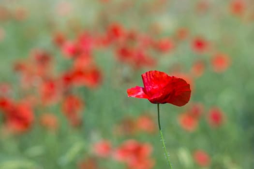 in the meadow - wild poppy flowers - soft focus