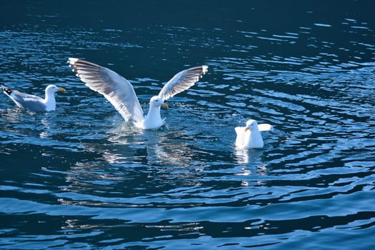 Seagulls in the water in a fjord in Norway. Daylight glistens in the sea. Animal photo from Scandinavia
