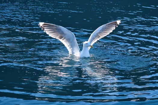 Seagulls in the water in a fjord in Norway. Daylight glistens in the sea. Animal photo from Scandinavia