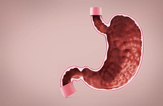 Human stomach illustration with detailed layers. 3D illustration.