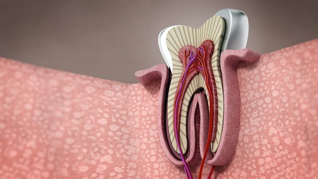 3D structure of a human tooth. 3D illustration.