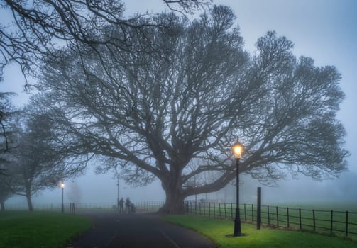 Motion blurred people walking in Farmleigh Phoenix Park. Moody and atmospheric fog in evening. Majestic oak tree and lit street lamps, Dublin, Ireland