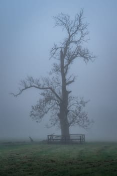 Silhouette of bare oak tree in thick fog in Farmleigh Phoenix Park, moody atmospheric evening, Dublin, Ireland