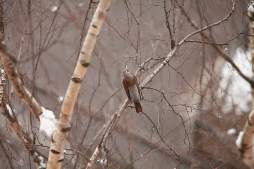 blackbird sitting on a birch branch singing, winter white background, top view