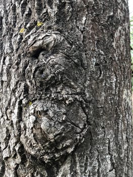 rough cracked bark, huge old tree abstract background