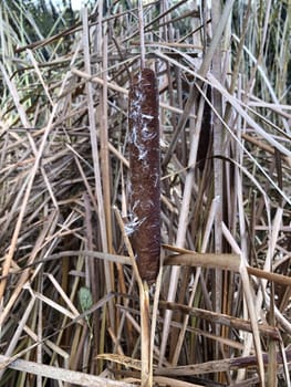 dry cattail in autumn close-up seed heads of fluffy cattail