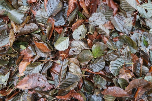 autumn, colorful wet fallen leaves, background
