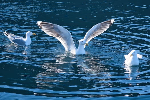 Seagulls in the water in a fjord in Norway. Daylight glistens in the sea. Animal photo from Scandinavia
