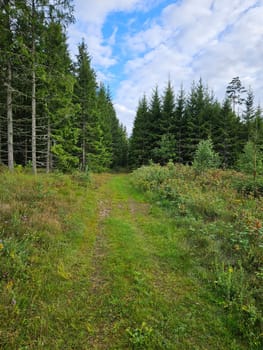 Forest path overgrown with grass. Heather at the edge of the path. Trees and forest along the path. Landscape from Sweden