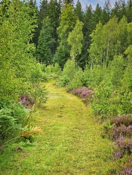 Forest path overgrown with grass. Heather at the edge of the path. Trees and forest along the path. Landscape from Sweden