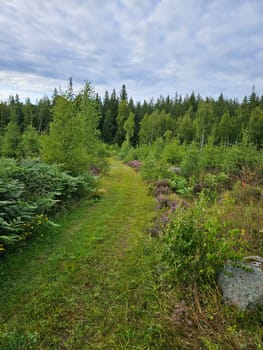 Forest path overgrown with grass. Heather at the edge of the path. Trees and forest along the path. Landscape from Sweden